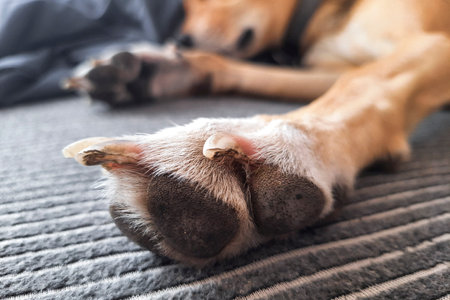 Paw of sleeping dog close up. Mongrel is lying on bed, stretching out its paw.の写真素材