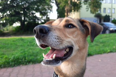 Satisfied mixed breed dog on street of city. Dog lifestyle.の写真素材