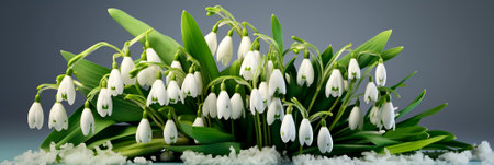 Spring flowers. Banner. Spring bouquet of white snowdrops. Springtime. Background for Designの素材