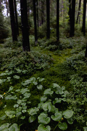 varied beautiful forest vegetation in daylightの写真素材