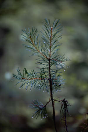 small pine tree in a green forestの写真素材