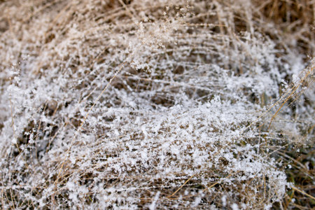 the first snow of the season on the autumn grassの写真素材