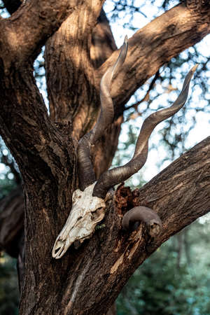 The skull of a wild goat on a tree. Tribes. Amuletの写真素材