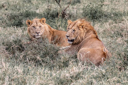 Female lions (Panthera leo) lying on grassの写真素材