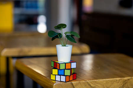 KUALA LUMPUR, MALAYSIA - 30th NOVEMBER 2021: Plant on a cube of rubikのeditorial素材