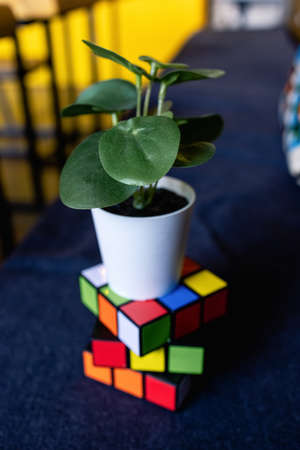KUALA LUMPUR, MALAYSIA - 30th NOVEMBER 2021: Plant on a cube of rubikのeditorial素材