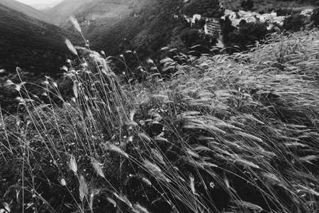Grass on the field during sunrise. Agricultural landscape in the summer timeの写真素材