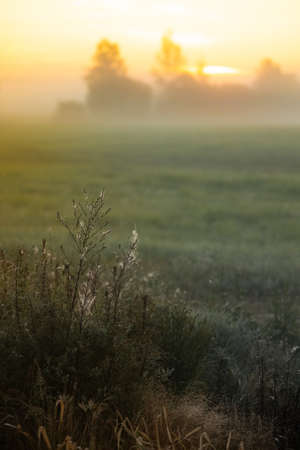 Summer field with fog in the morning. Cobweb in the grassの写真素材