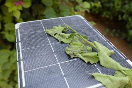 Sluggish green leaves on Solar panel, photovoltaic, alternative electricity source - concept of sustainable resources. Green Planet. save the environment. stop pollution. earth resources are finiteの写真素材
