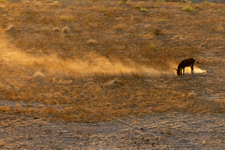 Donkey and mule in a field with mountains in the background on the island of Lesvos in Greeceの写真素材