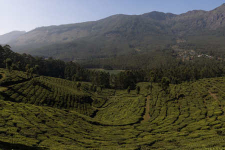 The tea plantation in the hills of Munnar, some of the most elevated tea plantations in the world,...