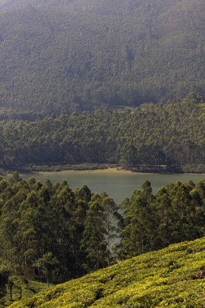 The tea plantation in the hills of Munnar, some of the most elevated tea plantations in the world,...