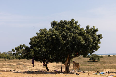A dog and a donkey stand under a big tree in Indiaの写真素材