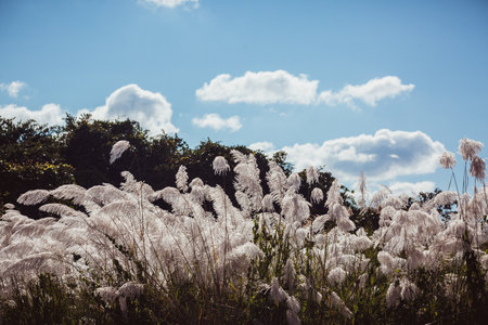 Grass blossom blowing in the wind under blue sky ,Selective focusの写真素材