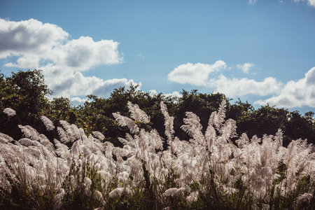 Grass blossom blowing in the wind under blue sky ,Selective focusの写真素材