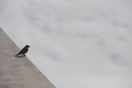 A charming little bird perched atop a stone corner, set against the picturesque backdrop of billowing clouds in the sky. The scene evokes a sense of serenity capturing the simple pleasures of nature.の写真素材