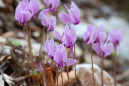 Beautiful flowers on Mount Athos, Greece. The magical world of Mediterranean flowers, specifically in Greece. Spring in Europe.の写真素材
