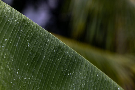 Detail of raindrops falling down on lush green banana palm leaf during heavy summer monsoon rainfall. Waterdrops washing tree foliage. Rain pouring on green leaves in gardenの写真素材