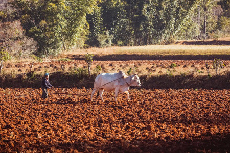 Myanmar, Shan state, January 15th, 2020: Local farmers are working in the fields.のeditorial素材