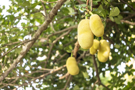 Asian summer fruits named Jackfruit scientific name Artocarpus heterophyllus, Jackfruit hanging on...