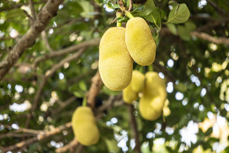 Asian summer fruits named Jackfruit scientific name Artocarpus heterophyllus, Jackfruit hanging on...