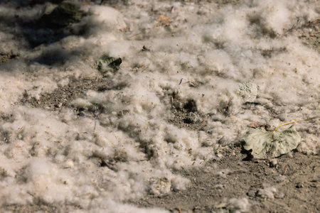 Cottonwood aspen seeds on the ground Fluff lies on the groundの写真素材