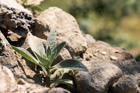 close up photo of a small strong sprout breaking through a stoneの写真素材
