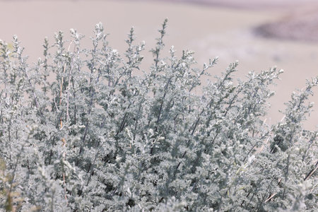Big sagebrush in the sunshineの写真素材