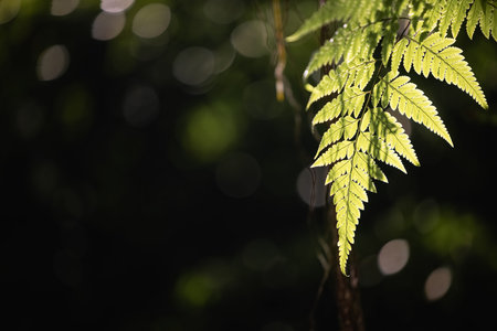 Ferns in the forest, Bali. Beautiful ferns leaves green foliage.