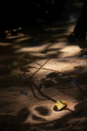 Soft glow touches autumn leaf, highlighting its rich hues and unique contoursの写真素材