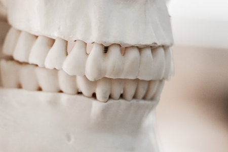 dental model on a human skeleton model for studying dentistry