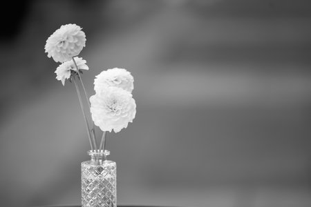 Beautiful white flowers in a vase, in sepia tones for the background. Blurred background. Faceted transparent crystal vase. Four flowers in the vase are on left. There is empty space on rightの写真素材