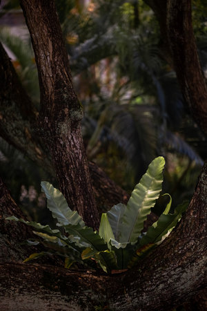 The plant has grown in the middle of the tree; little penetrating light falls on its leaves.の写真素材