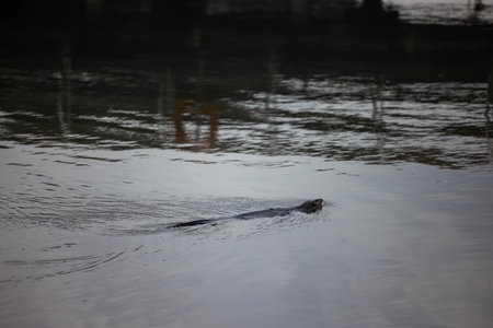 Nutria swims in a channel with muddy water in natural conditions. A wave comes from it and attracts attention. There is no one else in the pond.The animal swims in the middle of the frame.の写真素材