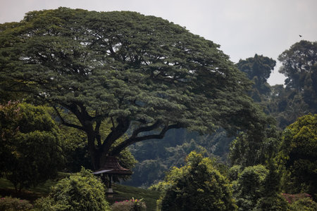 Landscape of a mountain range with plantations, forest and puffy white cloudsの写真素材