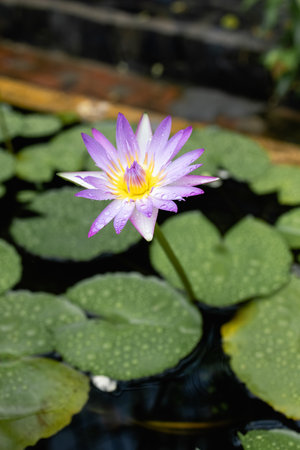 Lotus Nymphaea lotus Linn is a plant with large, flat leaves that float on the surface of lakesの写真素材
