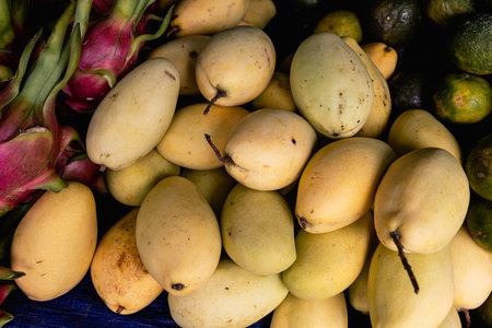 Ripe yellow mango fragrance from the garden.の写真素材