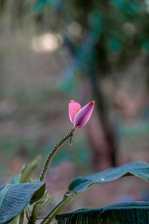 lotus flower blooming with green leaves as backgroundの写真素材