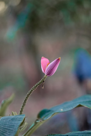 lotus flower blooming with green leaves as backgroundの写真素材