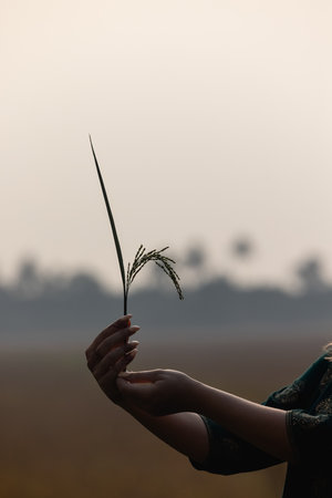 A woman's hand holds a wheat sprout in India, symbolizing harvestの写真素材