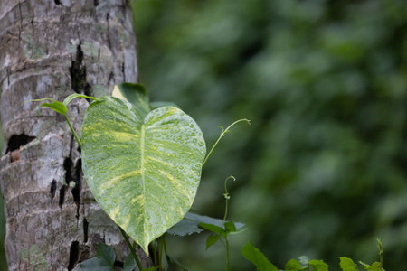 Nature leaves, green tropical forest, backgound illustration conceptの写真素材