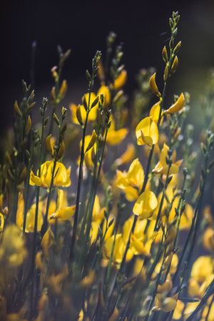 Beautiful nature scene with blooming flowers and sun flare.の写真素材