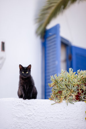 black cat in Greece town blueの写真素材