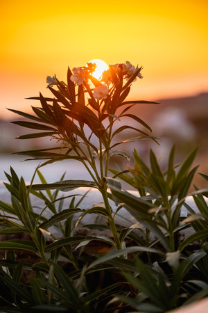 Sunset light through Mediterranean flower, warm and peaceful scene with golden tones and silhouetteの写真素材