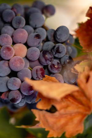 Juicy grapes in sunlight with yellow leaf. Autumn still life with harvest and natural beautyの写真素材