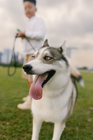 Happy Siberian husky dog with tongue out on a leash. Cheerful outdoor portrait of a playful pet...