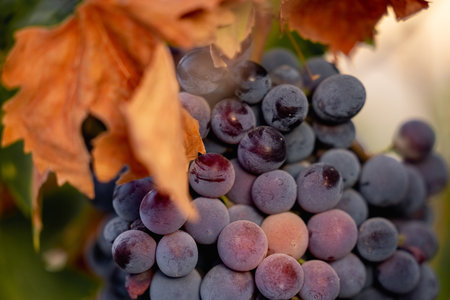 Juicy grapes in sunlight with yellow leaf. Autumn still life with harvest and natural beautyの写真素材