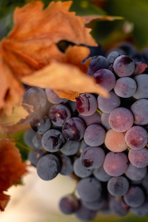 Juicy grapes in sunlight with yellow leaf. Autumn still life with harvest and natural beautyの写真素材