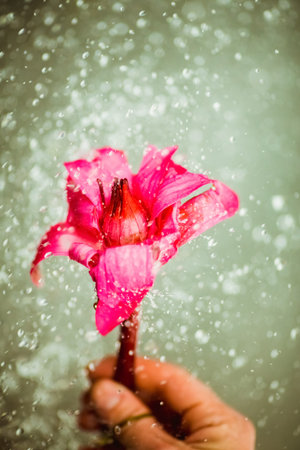 The pink lily in drops of water and watering flowers is a wonderful way