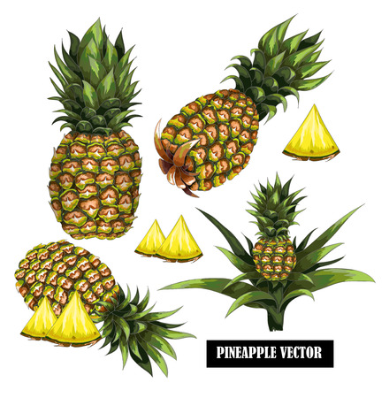 Hand-drawn pineapple. Vector  colorfull illustration on a white background..のイラスト素材